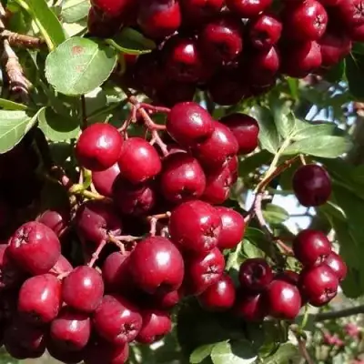 Рябина ГРАНАТНАЯ сладкоплодная в Жлобине