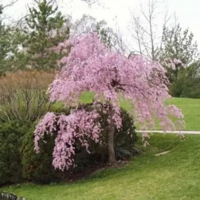 Сакура КИКУ ШИДАРЕ в Жлобине