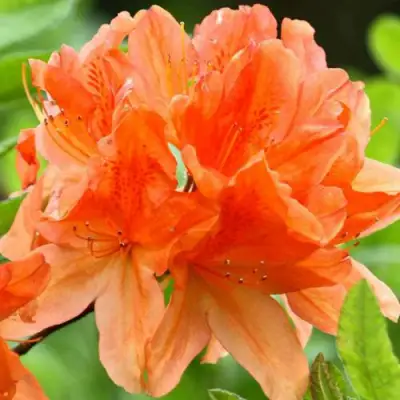 Азалия ГЕЙША ОРАНЖ японская в Жлобине