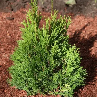 Туя МИКИ западная в Жлобине