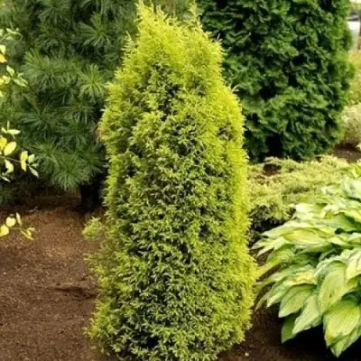 Можжевельник ГОЛД КОН обыкновенный в Жлобине
