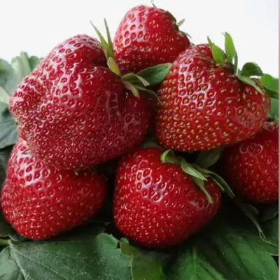 клубника Набила