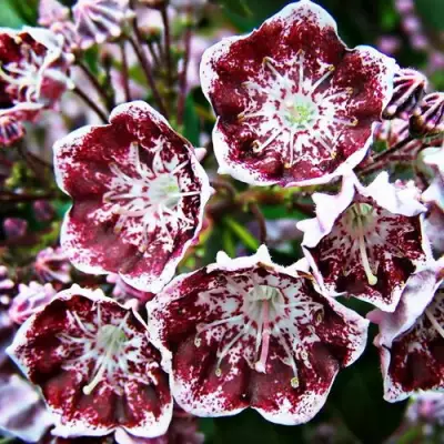 Кальмия БЛЕК ЛЕЙБЛ  в Жлобине