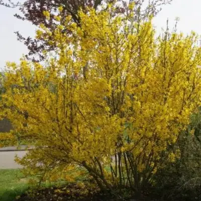 Форзиция КАМСОН промежуточная в Жлобине