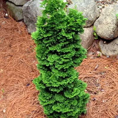 Туя СПИРАЛИС МИНИ западная в Жлобине