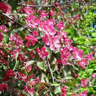 Яблоня КИТАЙКА ДОЛГО декоративная в Жлобине