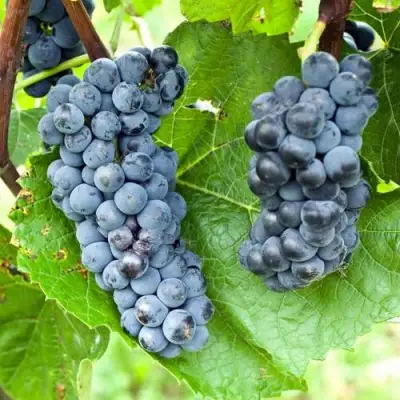Виноград ВЭЛИАНТ в Жлобине