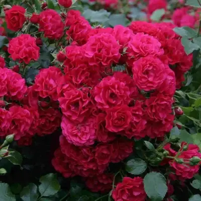 Роза РАДОСТЬ САДОВНИКА (ГАРТЕН ФРОЙДЕ) почвопокровная в Жлобине