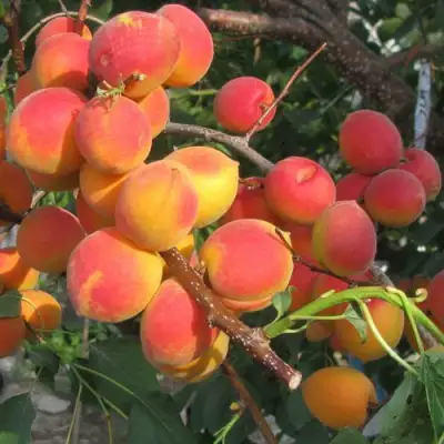 Абрикос РУБИН в Жлобине