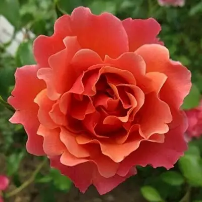 саженцы розы Жан Кокто