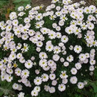 Астра ВАЙС многолетняя в Жлобине