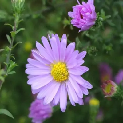 Астра СТРОУБЕРРИ ЭНД КРИМ новобельгийская в Жлобине