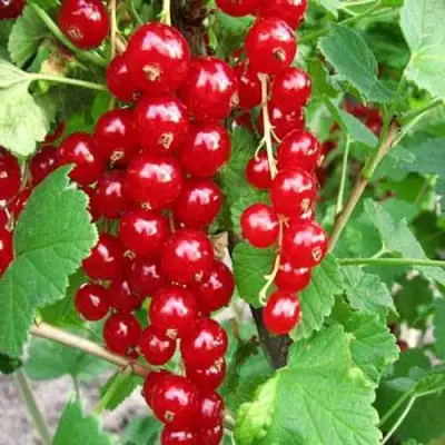 Смородина красная ФЕРТОДИ в Жлобине