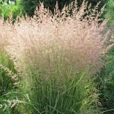 Вейник ОВЕРДАМ остроцветковый в Жлобине