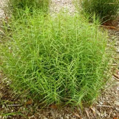 Осока ПАЛЬМОЛИСТНАЯ в Жлобине