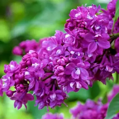 Сирень ОГНИ ДОНБАССА в Жлобине