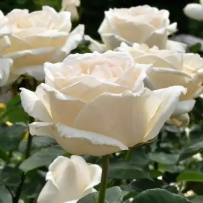 Роза БОИНГ чайно-гибридная в Жлобине