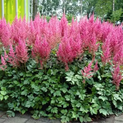 Астильба ВИЖНС ИН ПИНК китайская в Жлобине