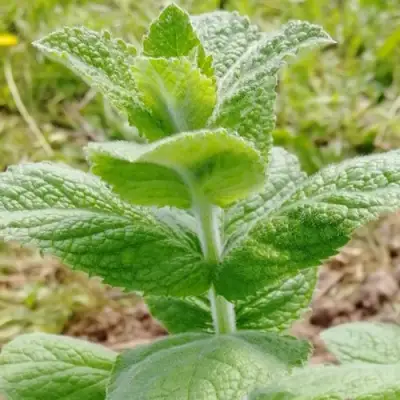 Мята яблочная в Жлобине