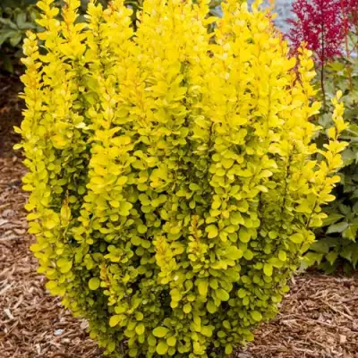 Барбарис ГОЛДЕН ТОРЧ тунберга в Жлобине