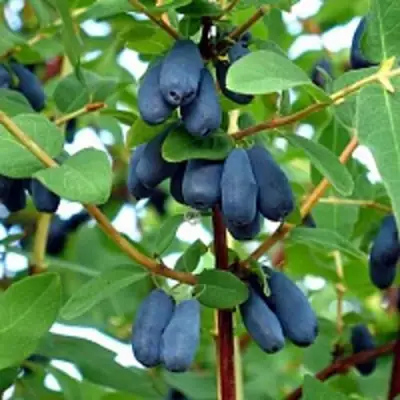 Жимолость съедобная АМФОРА в Жлобине