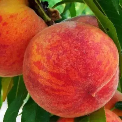 Персик ЗОЛОТОЙ ЮБИЛЕЙ в Жлобине