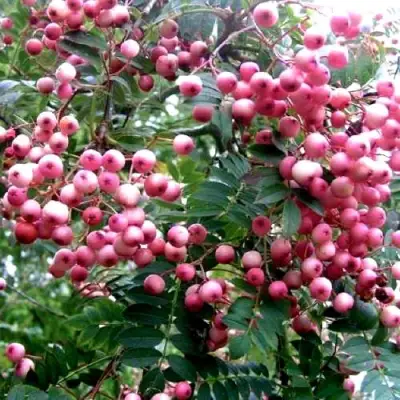 Рябина COREAL сладкоплодная  в Жлобине