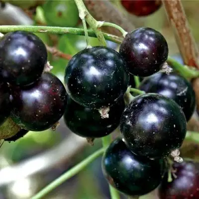 Смородина чёрная ЧЕРЕШНЁВАЯ в Жлобине