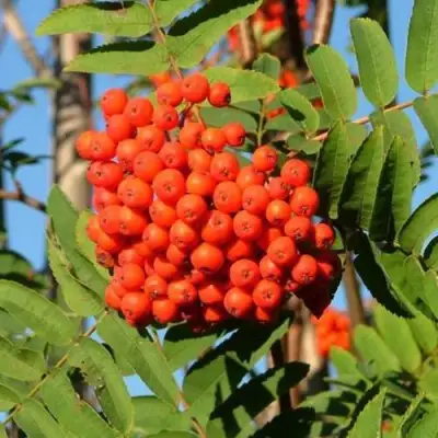 Рябина САХАРНАЯ ПЕТРОВА сладкоплодная в Жлобине