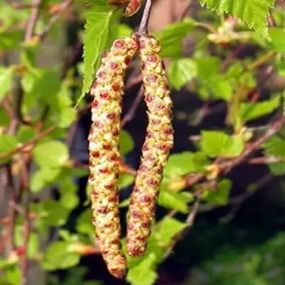 Береза бородавчатая в Жлобине