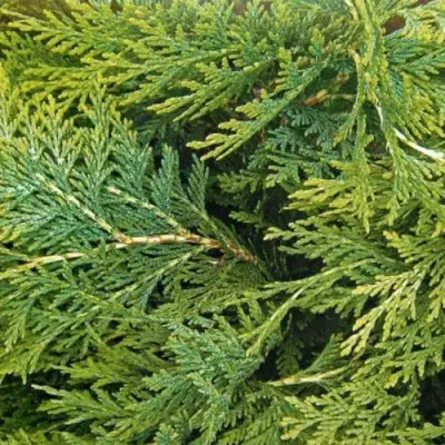 Кипарисовик ЭЛВУДИ ЭМПАЙР лавсона в Жлобине