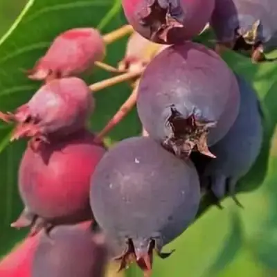 Ирга MANDAN в Жлобине