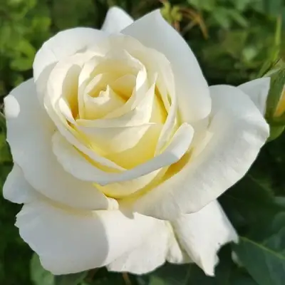 Роза МОНДИАЛЬ чайно-гибридная в Жлобине