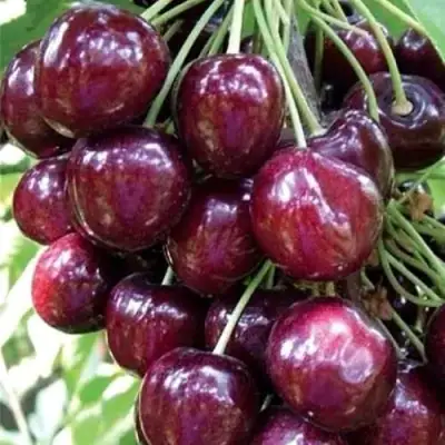 Черешня СИЛЬВИЯ колоновидная в Жлобине