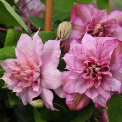 Клематис ИННОСЕНТ ГЛАНС в Жлобине