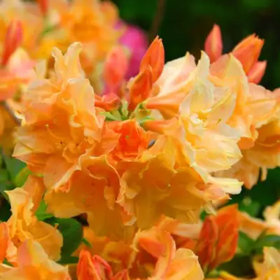 Азалия ЧАРДАШ листопадная в Жлобине