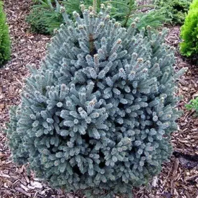 Ель НАНА сизая в Жлобине