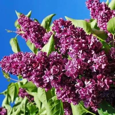 Сирень ЧАРЛЬЗ ДЖОЛИ в Жлобине