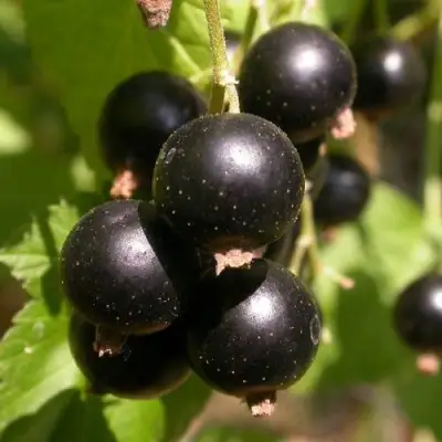 Смородина чёрная БИНАР в Жлобине