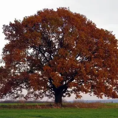 Дуб скальный в Жлобине