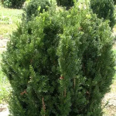 Тис ХИКСИ средний в Жлобине