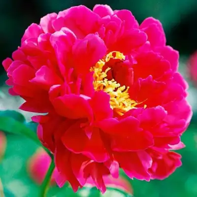 Пион ХРАБРЫЙ ВОИН травянистый в Жлобине