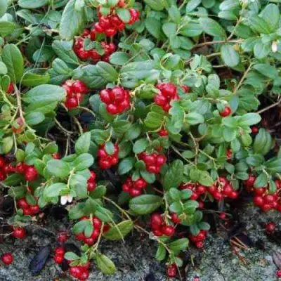 Брусника ЭРТЕЗЕГЕН в Жлобине