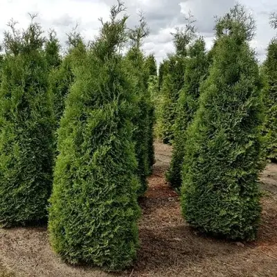 Туя ХОЛМСТРУП западная в Жлобине