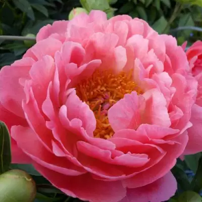 Пион КОРАЛ САНСЕТ травянистый в Жлобине