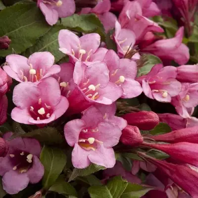 Вейгела ФЛОРИДА в Жлобине