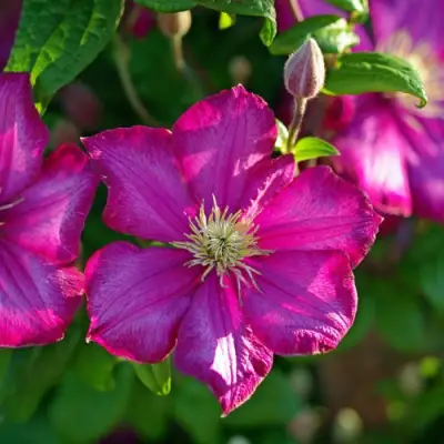 Клематис КАРМЕНСИТА в Жлобине