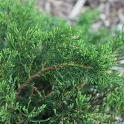 Можжевельник РОКЕРИ ДЖЕМ казацкий  в Жлобине