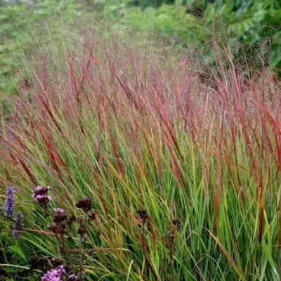 Просо РЕБРАУН прутьевидное в Жлобине