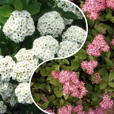 Комплект ТАЛАНТЛИВЫЙ САДОВОД в Жлобине